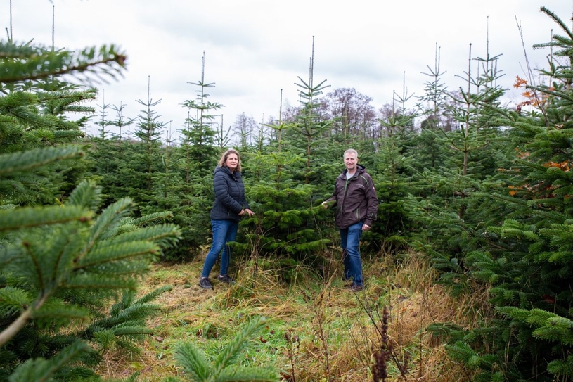 Auf dem Feld wurden vor etwa zehn Jahren 10.000 Nordmanntannen gepflanzt. Der Großteil ist noch da und bereit, zu Weihnachten mit nach Hause genommen zu werden, sagt Markus Kaufmann.
