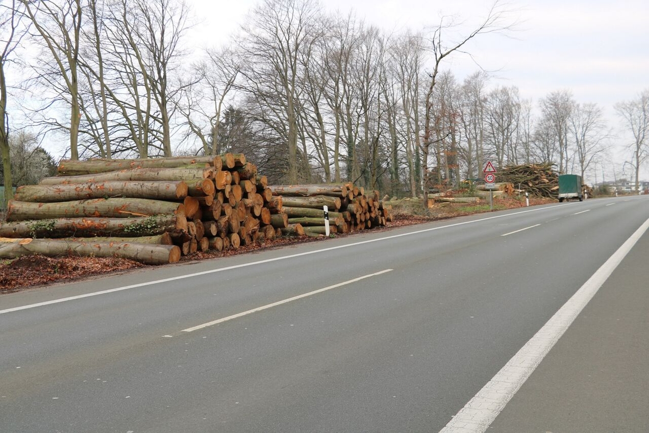 Eine kahle Fläche an der Dorstener Straße: Hier standen kürzlich noch hunderte Bäume. Die Aufforstung soll vor dem nächsten Winter erfolgen.