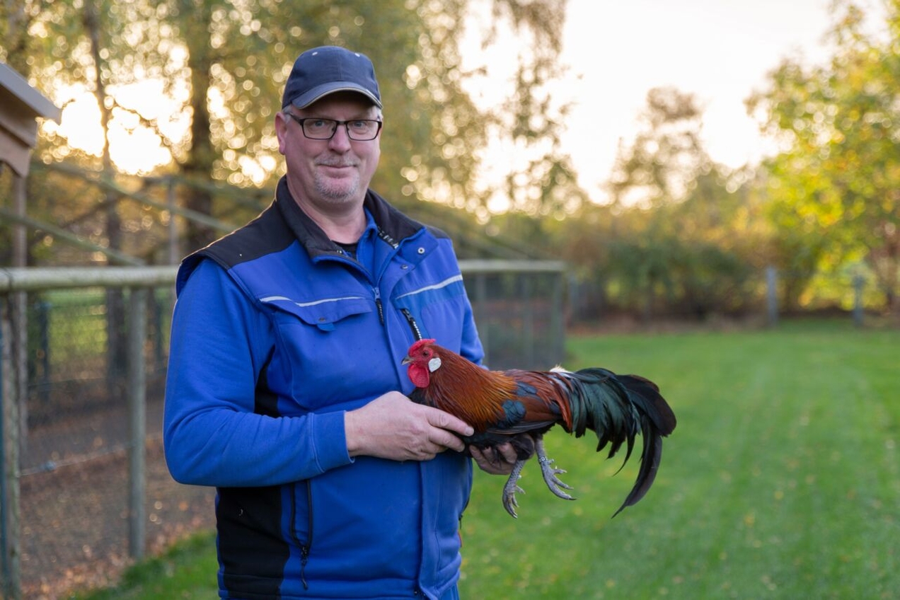 Frank Hollender mit seinem Zwerg-Rheinländer.
