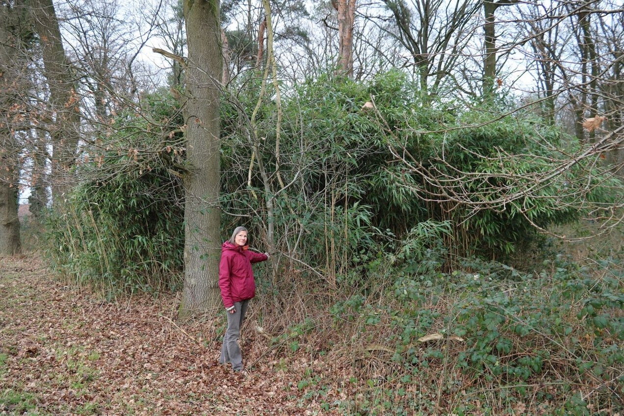 Exotisches Wäldchen wächst mitten in Kirchhellen