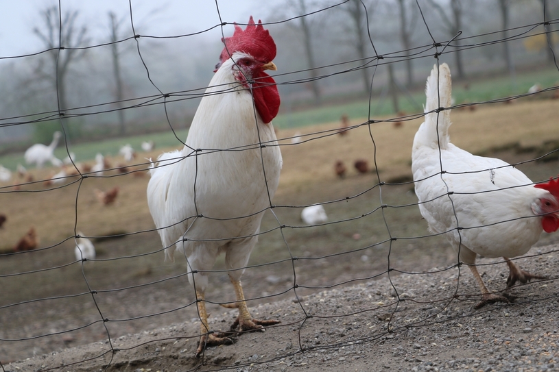 Rund neun Wochen lang herrschte in Bottrop eine Aufstallungspflicht. Nun dürfen die Tiere endlich wieder ins Freie.