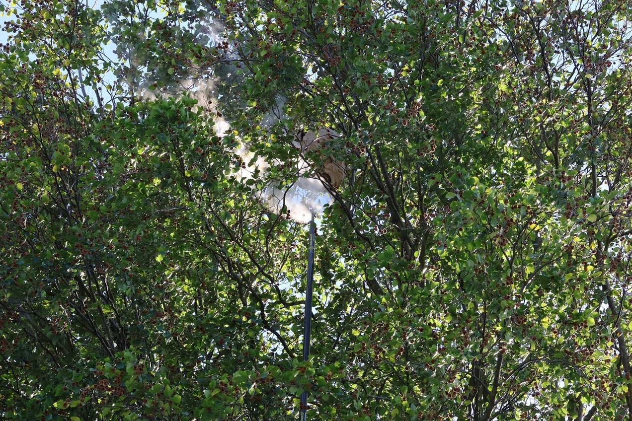 Hoch oben im Baumgipfel ist das Hornissennest mit rund 70 cm Durchmesser zu sehen.