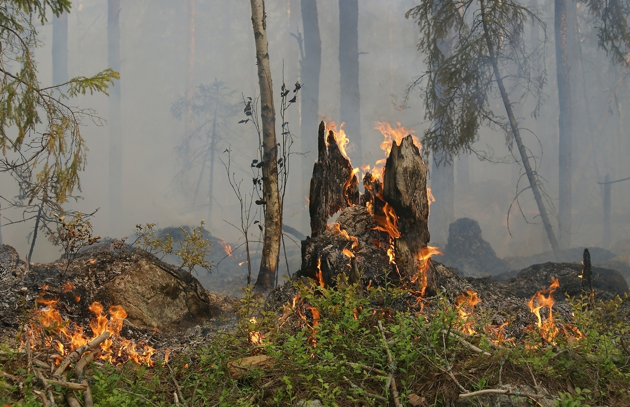 Trockenheit in Bottrop: Förster und Feuerwehr warnen vor Waldbrandgefahr