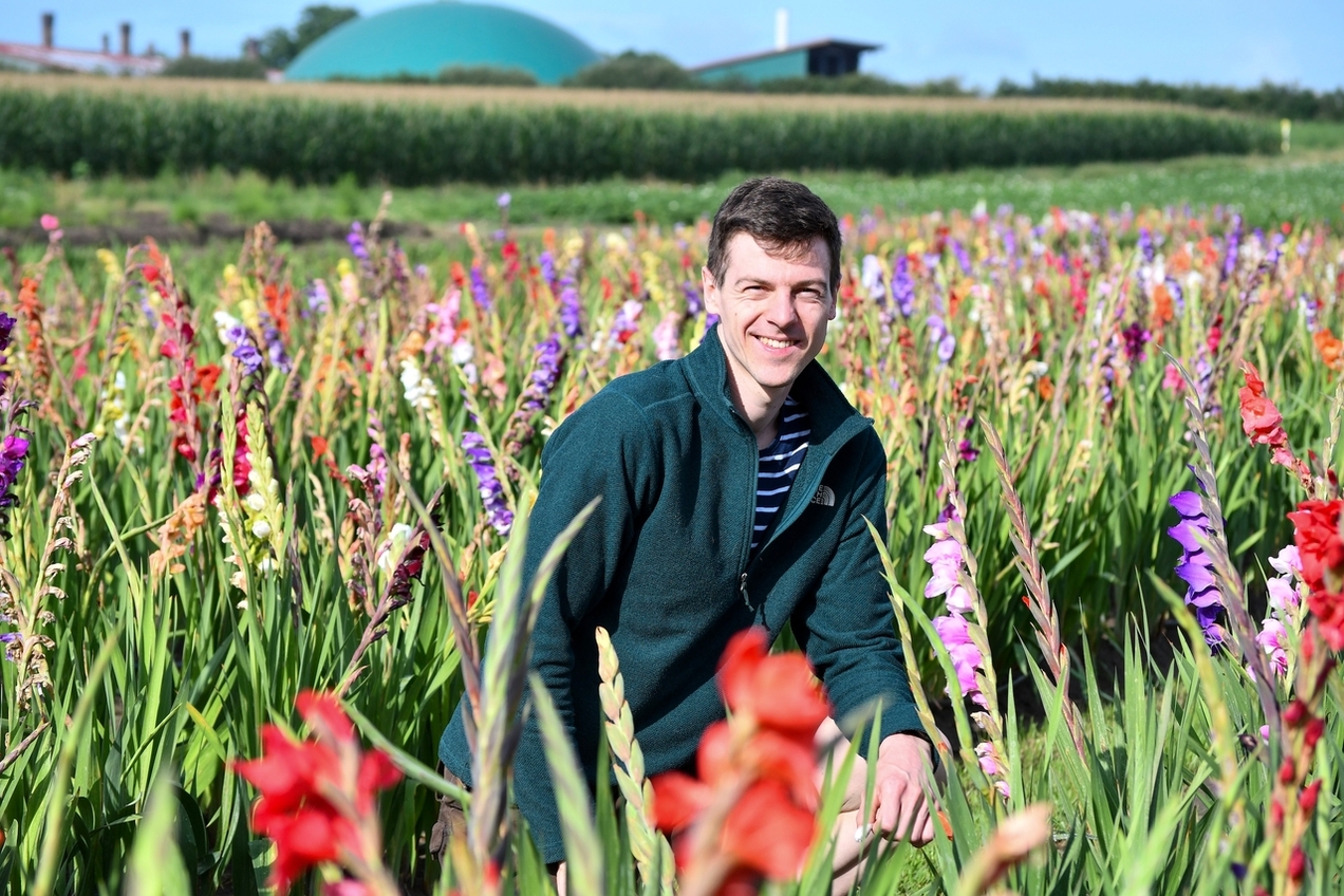 Justus Beckmann inmitten der Gladiolen. Die Blumen-Selbstpflück-Saison ist offiziell gestartet. (Archiv)