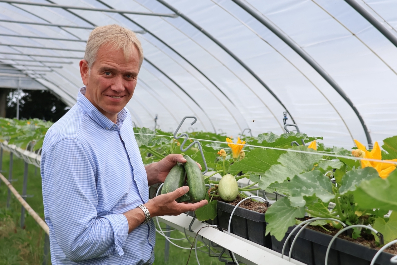 Je nach Bedarf können im Beerenparadies ab Samstag (2.8.) zwei Sorten frische Zucchinis in verschiedensten Größen geerntet werden.
