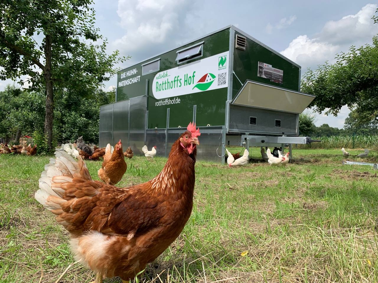 In dem weitläufigen Gehege fühlen sich die Tiere sehr wohl. Von Hennriette über Emme bis hin zu Schantalle haben sich die Paten bereits einige Namen für „ihre“ Hühner einfallen lassen.