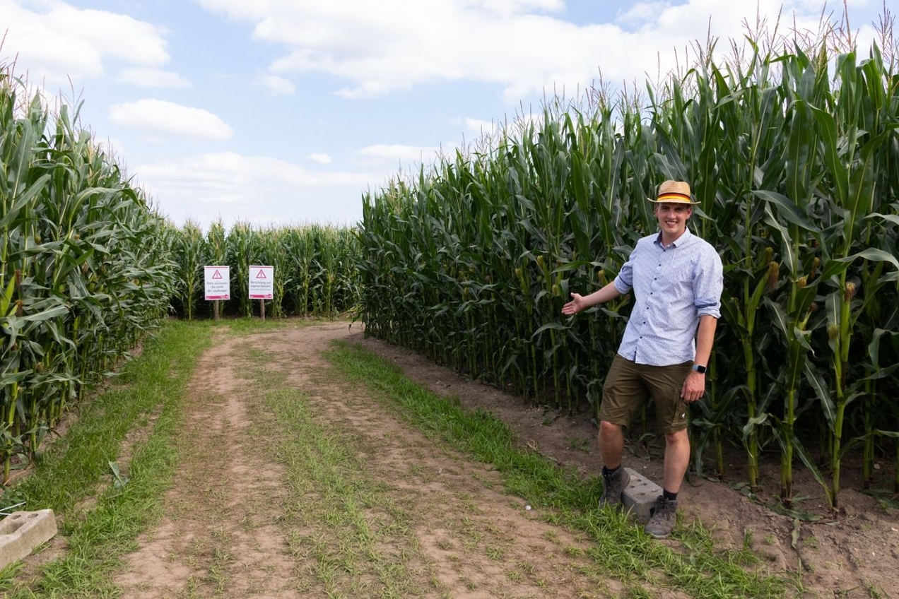Kirchhellener Maislabyrinth begeistert die Besucher