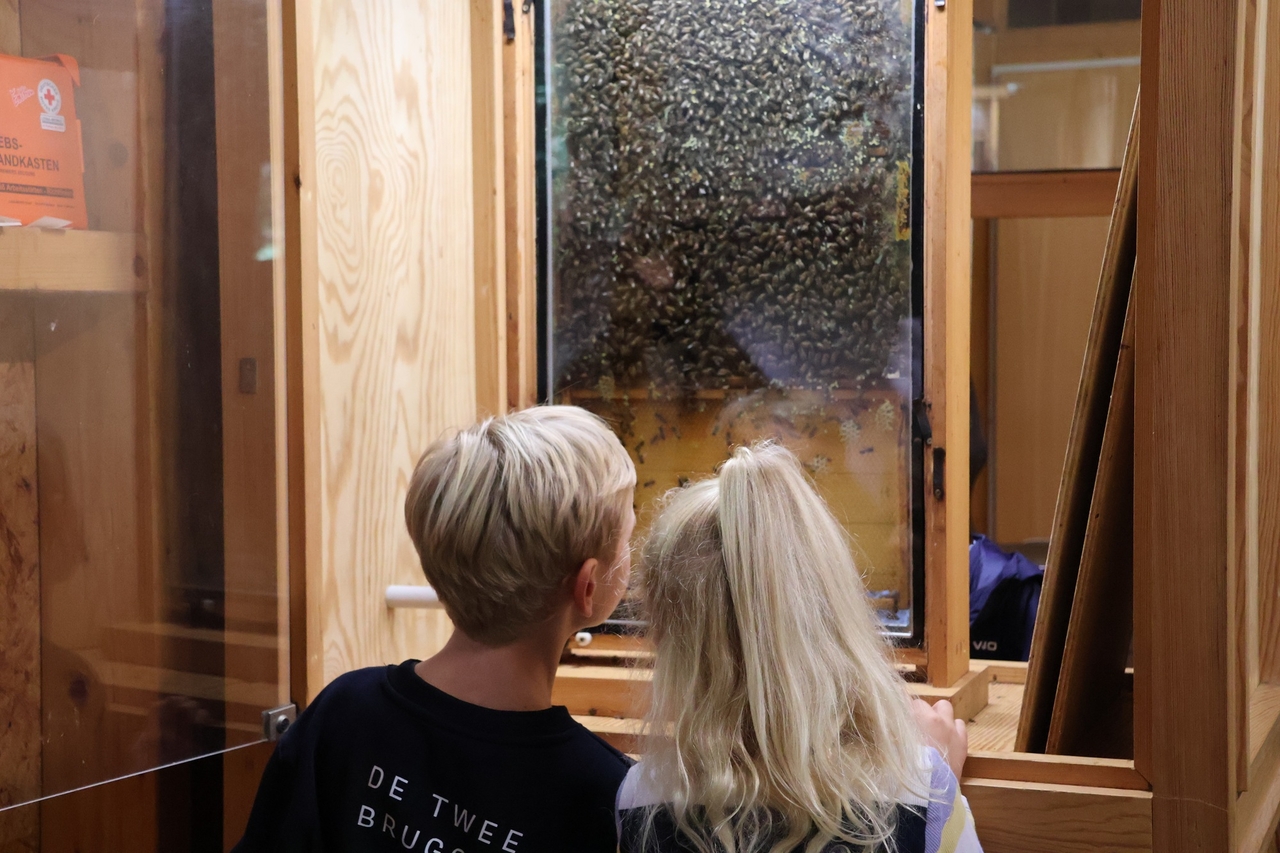 Kinder schauen sich Bienen an